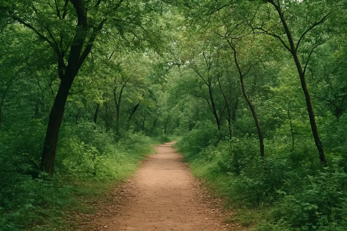 1. Nature Walks in the Forest - YahTrip Travel Guide